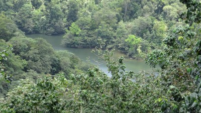 millet - saint lucia